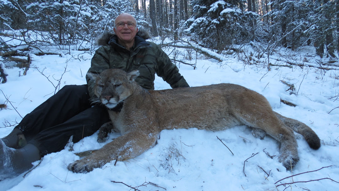 Hunting cougar in Alberta